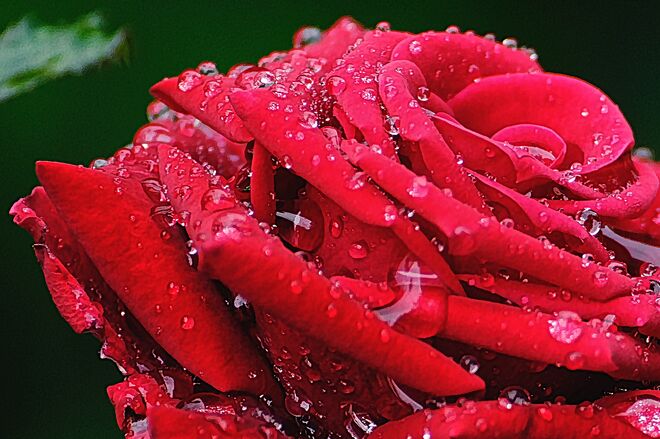 mit Regenperlen geschmückte Rose