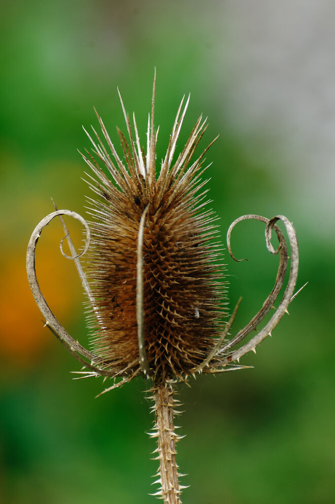 Die schwungvolle Eleganz des reifen Alters