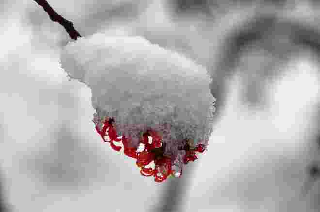 Hamamelisblüten mit Schneehauberl
