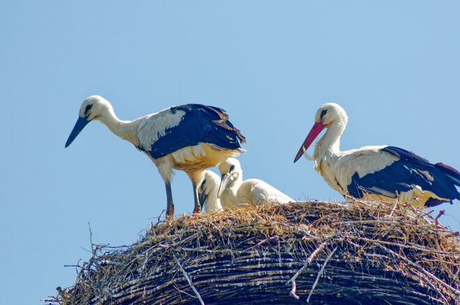 Familie Adebar aus Neumarkt/W