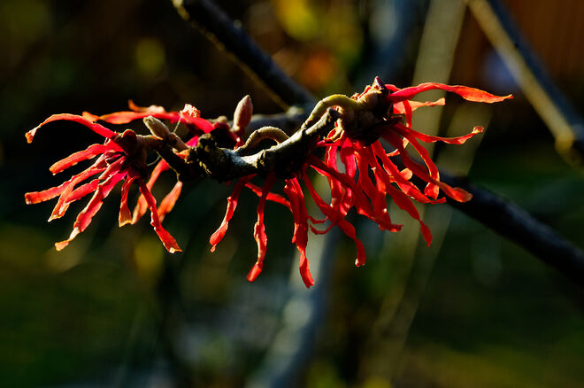 Sonne küsst Hamamelis