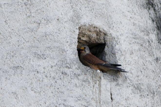 Wer wagt es, mich zu stören?