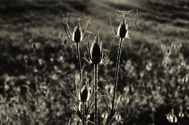 Karden im Gegenlicht