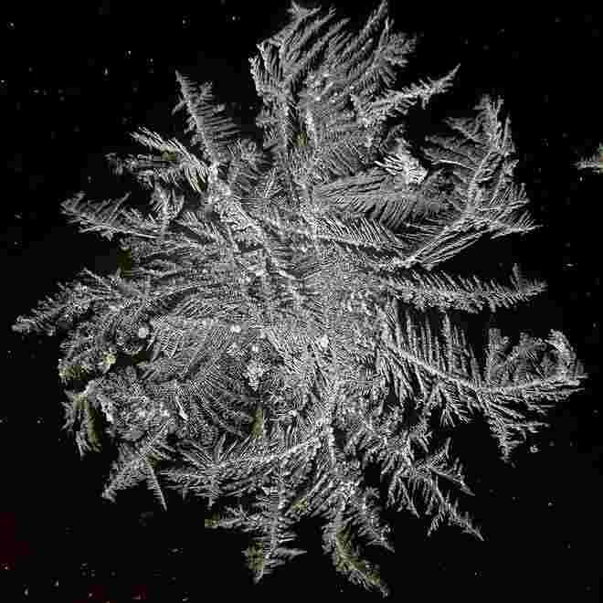 Vom Aussterben bedroht - die Eisblume