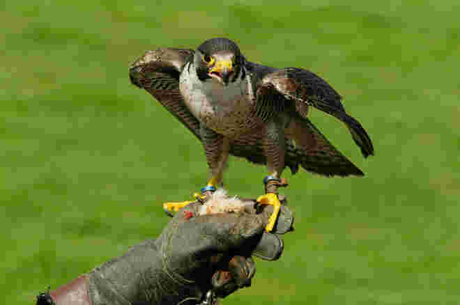 Turmfalke