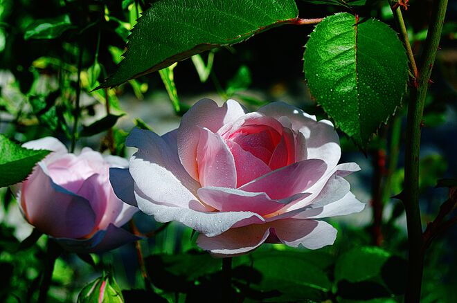 Es fand ein Sonnenstrahl die Blüte einer Rose...
