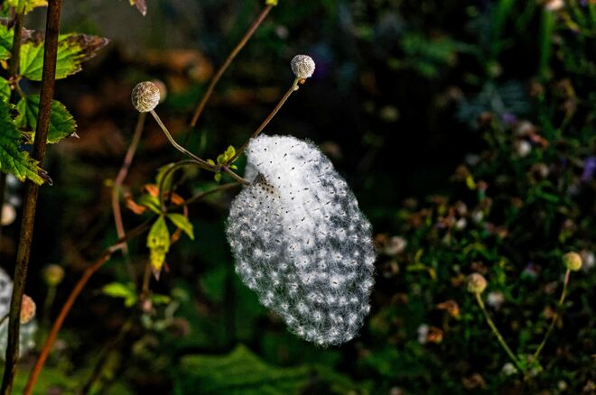 Die Samen der Herbst-Anemone