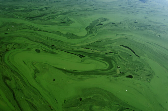 Nur ein Algenteppich am Seeufer