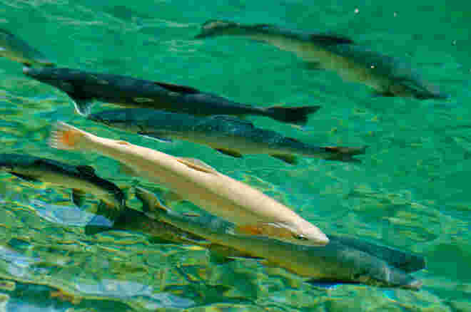 Geselliges Treiben im glasklaren Bluntausee