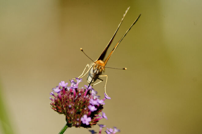 Sieh mir in die Augen, Menschlein!