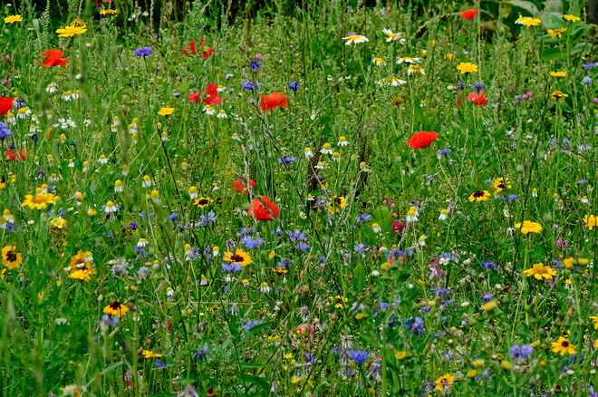 So soll Wiese sein!!!