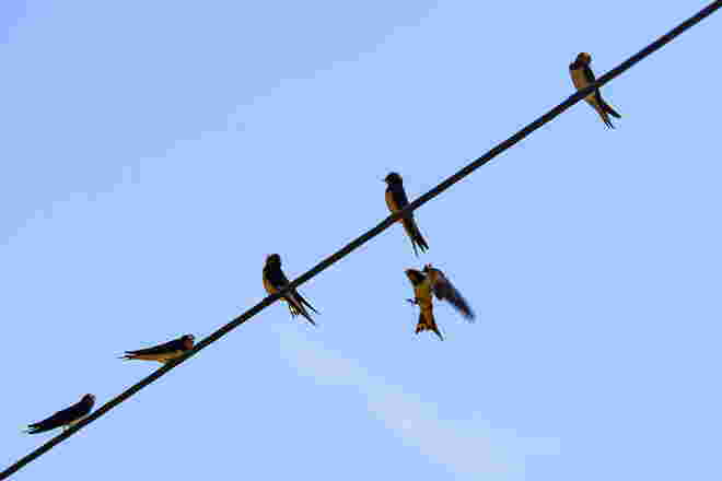 Nachzügler
