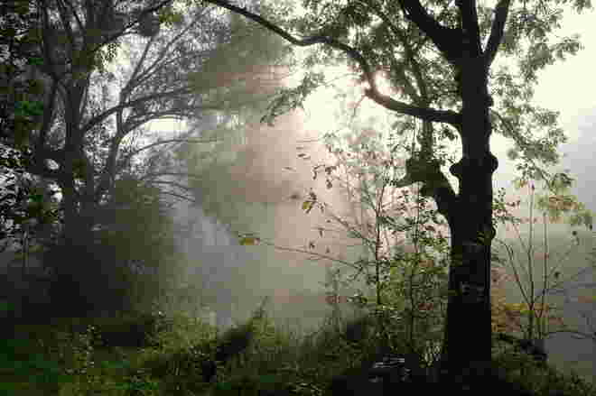 "NEBEL IM TAL"