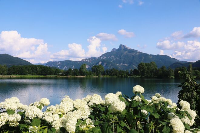 Hortensienblüte am Drachensee