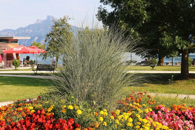 Sommerlicher Promenadenschmuck