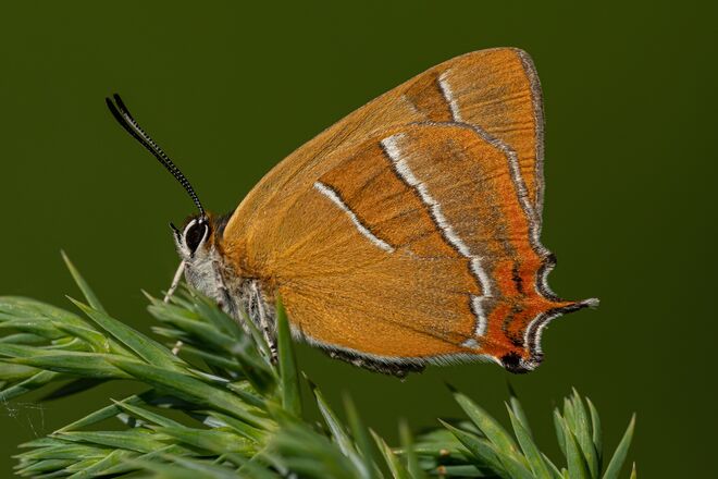 Nierenfleck-Zipfelfalter Thecla 