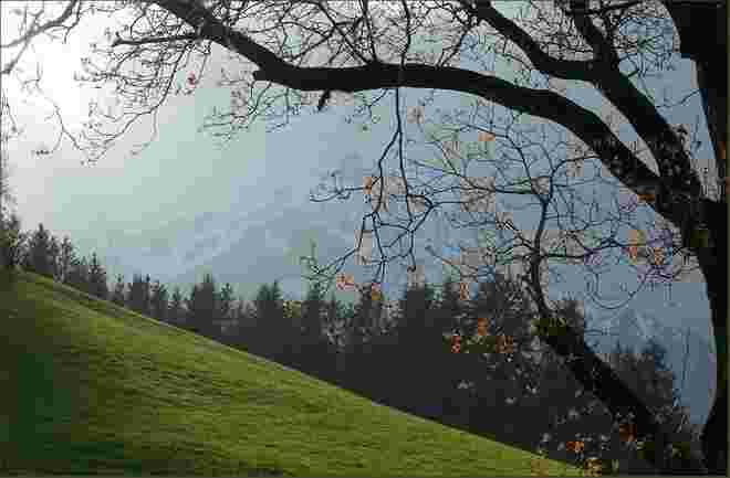 . . . der Nussbaum wagt es nun auch . . .