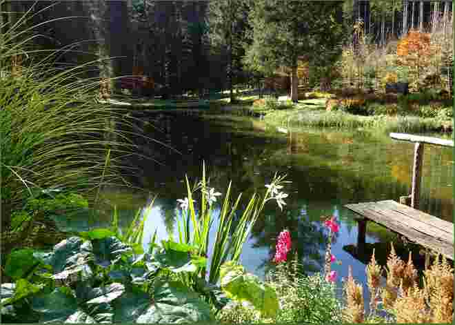 Sonnenlicht beim Blumenteich