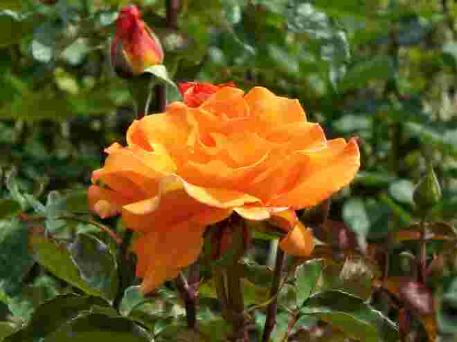 Orangenrose
