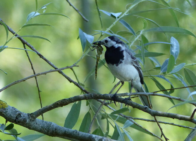 Große Jause für die Kleinen
