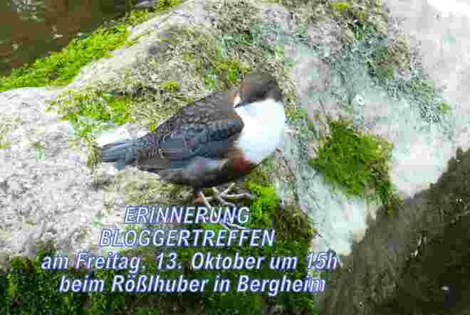 Die Wasseramsel soll euch erinnern 