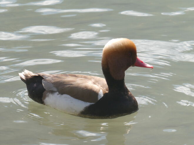 ein besonderes Entchen