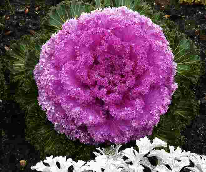 Glitzerkohl