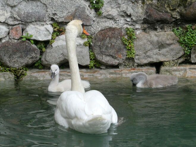 Mama mit Nachwuchs..