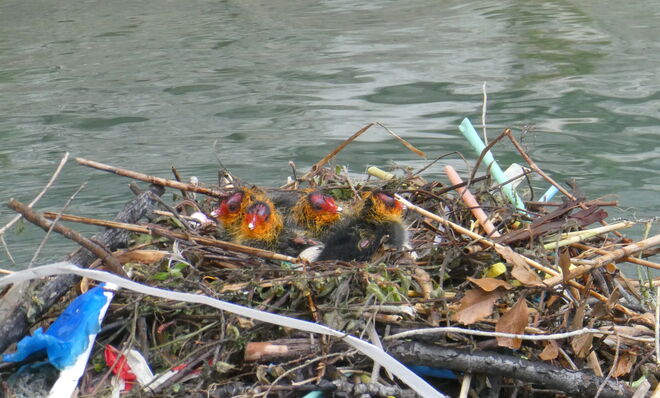 Vier junge  Blässhühner