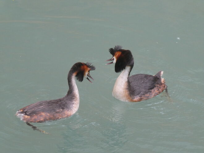 Haubentaucher in Aktion