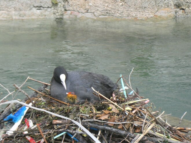 Blässhuhn mit Jungen