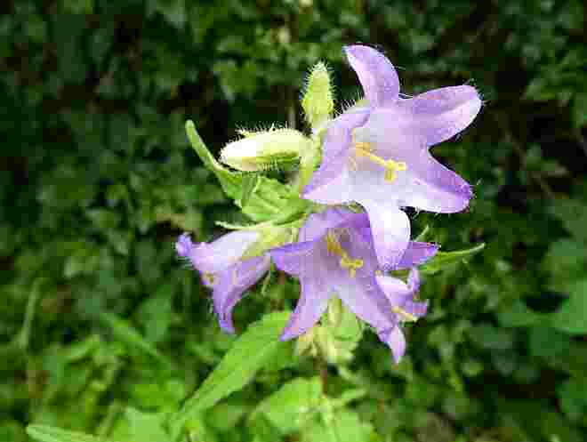  Glockenblume - - die haarige