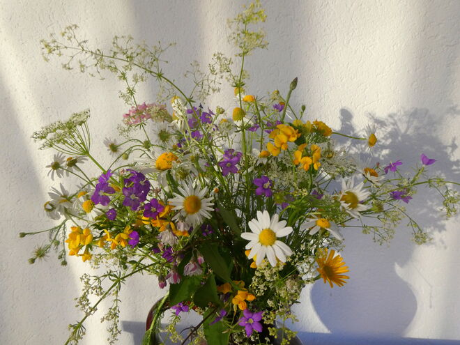 Blumen aus Feld und Wiese