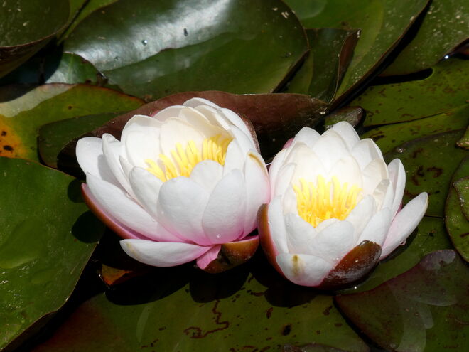 die Seerosen blühen..