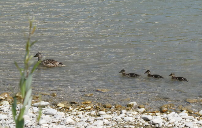 immer der Mama nach..