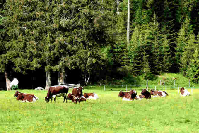Die schönen Kastanienbraunen