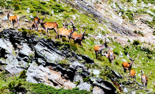 Hirsche im Gamsrevier