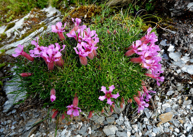 Die Spätblüher sind heuer früh dran