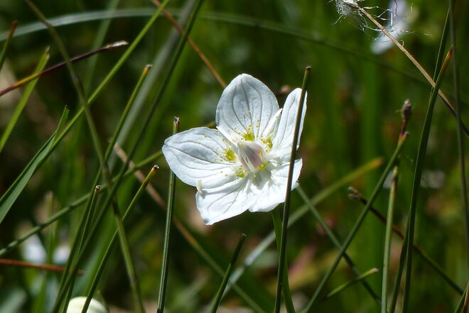 Schlichte Schönheit