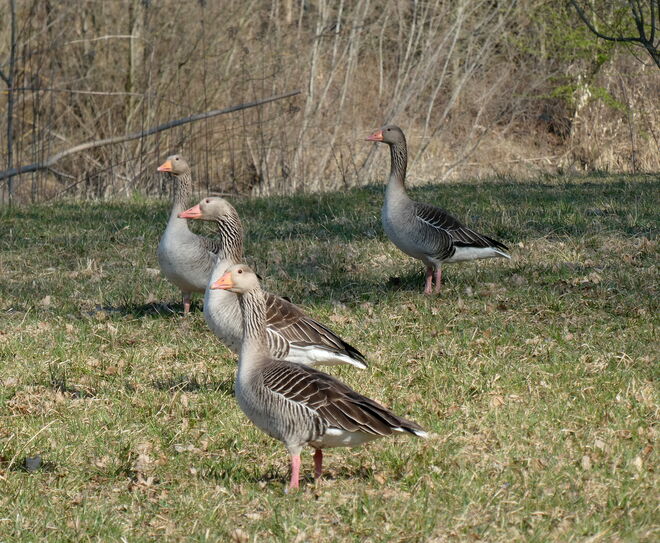 die Graugänse