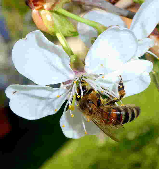 Zwetschkenblüte...