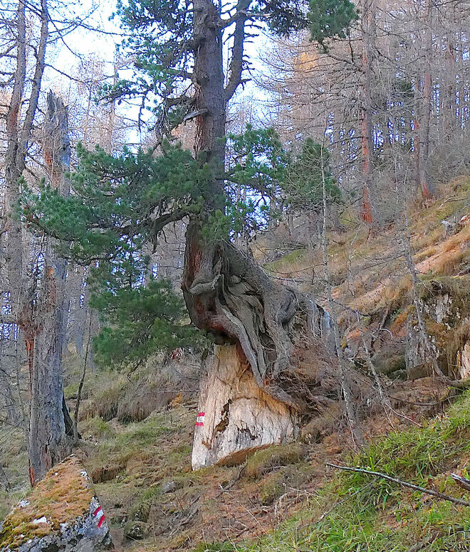 Felsenfest verankert