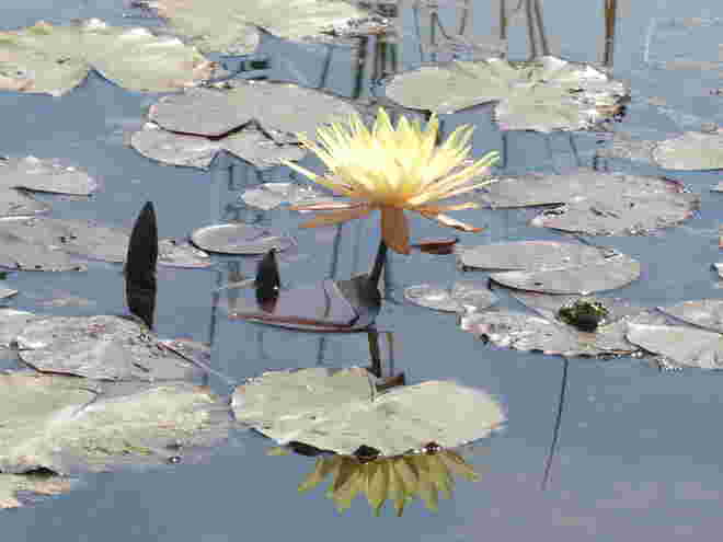 gelbe Seerose 