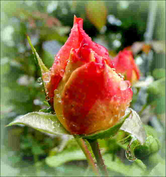 Regen...