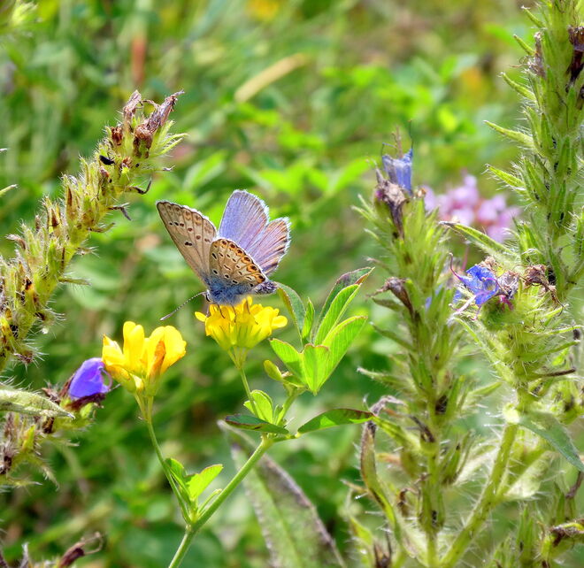 die Bläulinge fliegen noch...