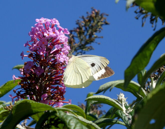 ein großer Kohlweißling