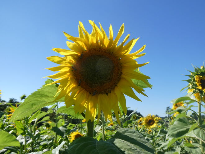 späte Sonnenblumen..