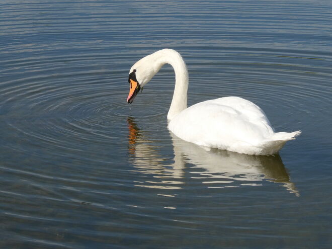 der stolze Schwan