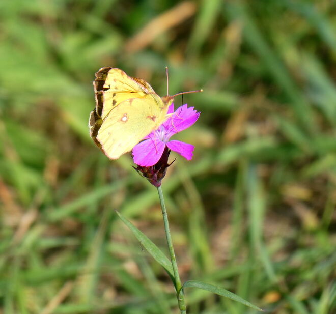 heute lockte die Sonne den Postillion ...