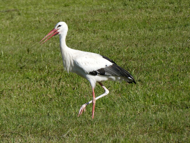 Adebar neben dem Radlweg